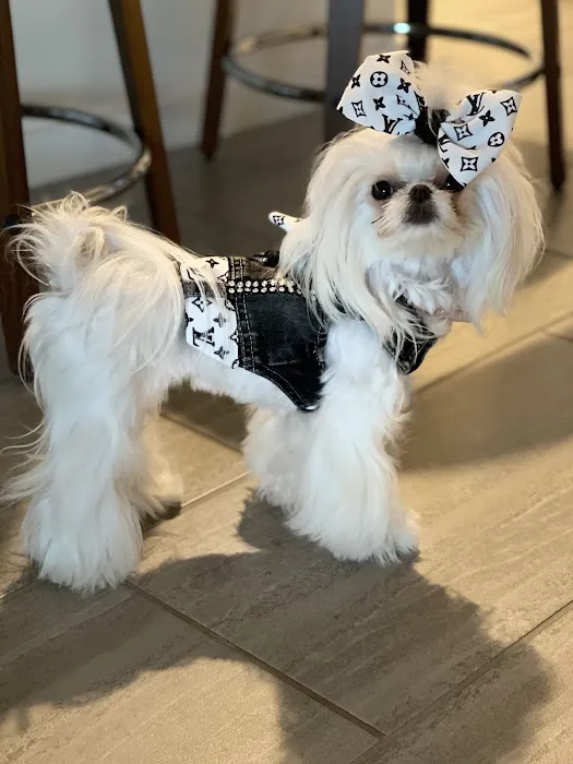 Animal Hospital at Anthem & Grooming 2