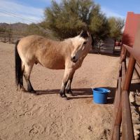 Copper Ridge Equine, LLC ico