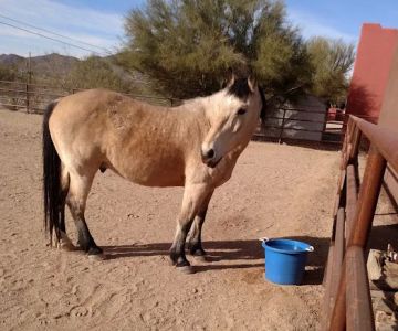 Copper Ridge Equine, LLC