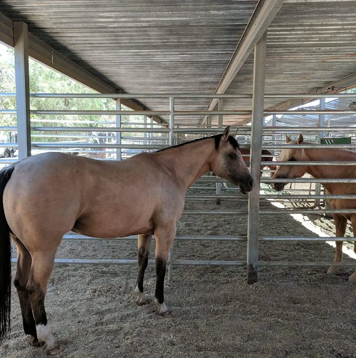 Cave Creek Equine Sports Medicine & Surgery 9