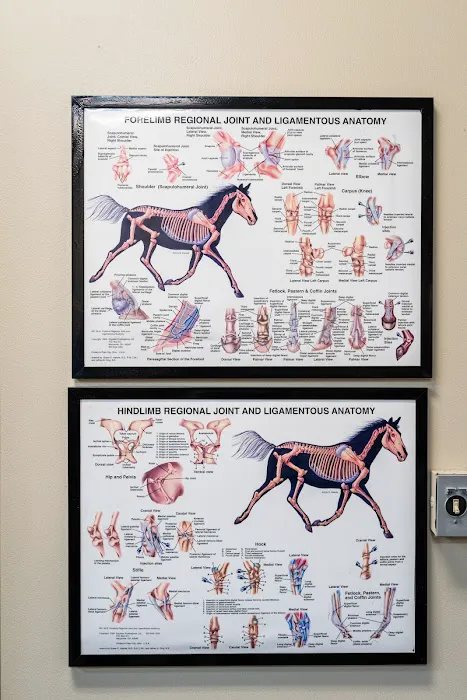 Cave Creek Equine Sports Medicine & Surgery 5