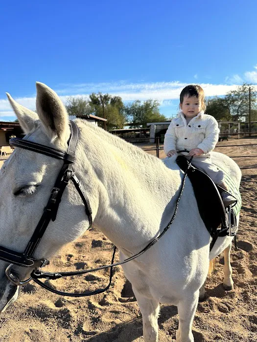 Cave Creek Equine Sports Medicine & Surgery 7