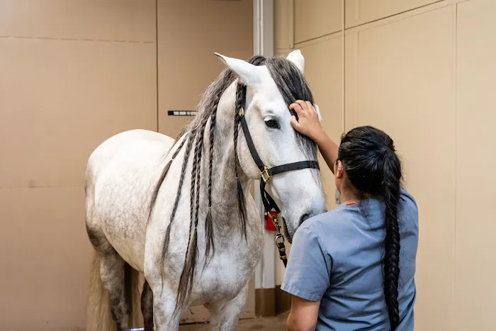 Cave Creek Equine Sports Medicine & Surgery 1