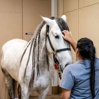 Cave Creek Equine Sports Medicine & Surgery ico