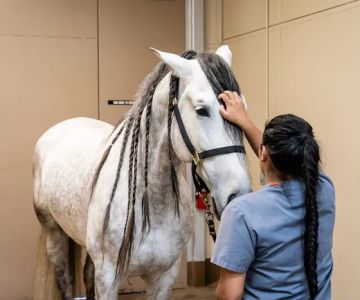 Cave Creek Equine Sports Medicine & Surgery