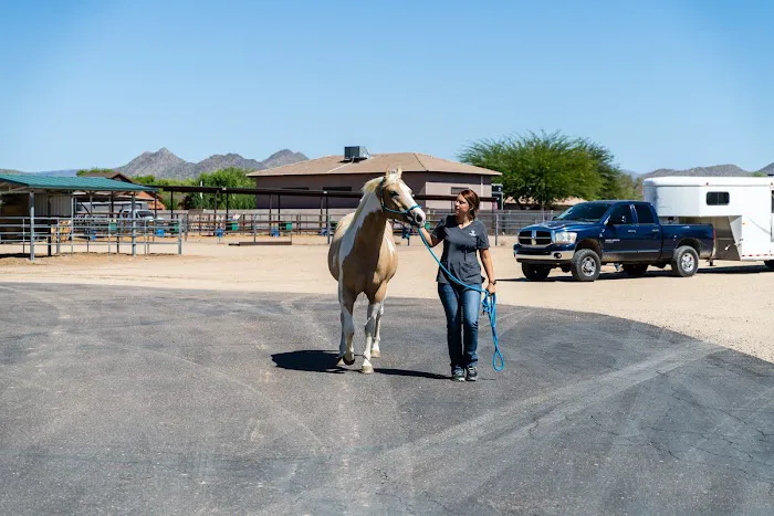 Cave Creek Equine Sports Medicine & Surgery 4