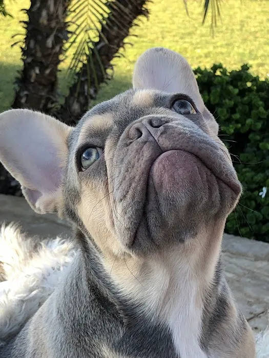 Eye Care for Animals - North Scottsdale 1