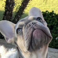 Eye Care for Animals - North Scottsdale ico