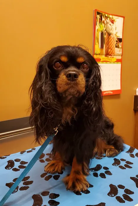 Eye Care for Animals - North Scottsdale 2