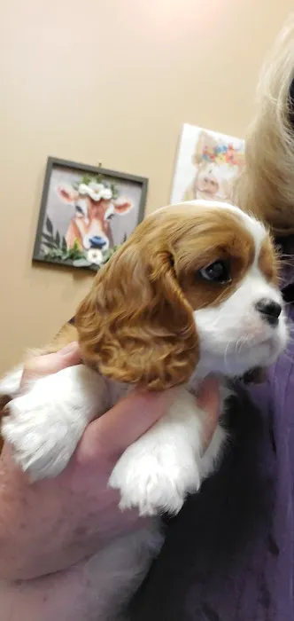 Eye Care for Animals - North Scottsdale 4
