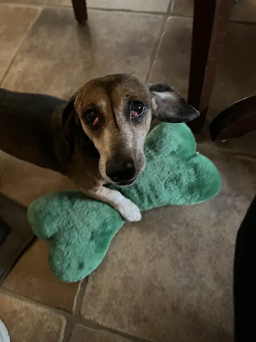 Eye Care for Animals - North Scottsdale 3