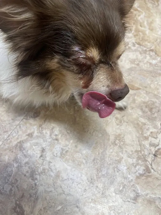 Eye Care for Animals - North Scottsdale 5