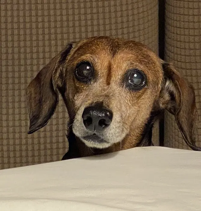 Eye Care for Animals - North Scottsdale 9