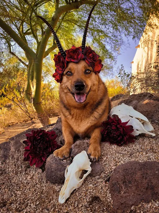 Animal Health Services of Cave Creek 9