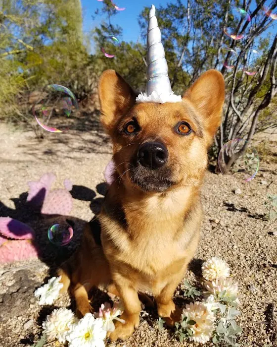 Animal Health Services of Cave Creek 4
