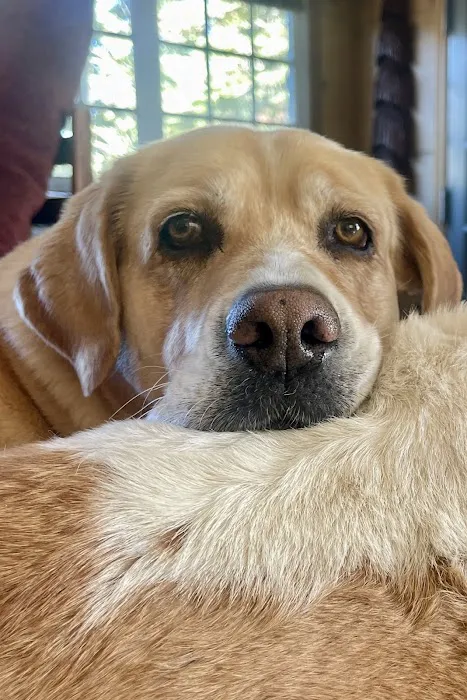 Pets At Peace 9