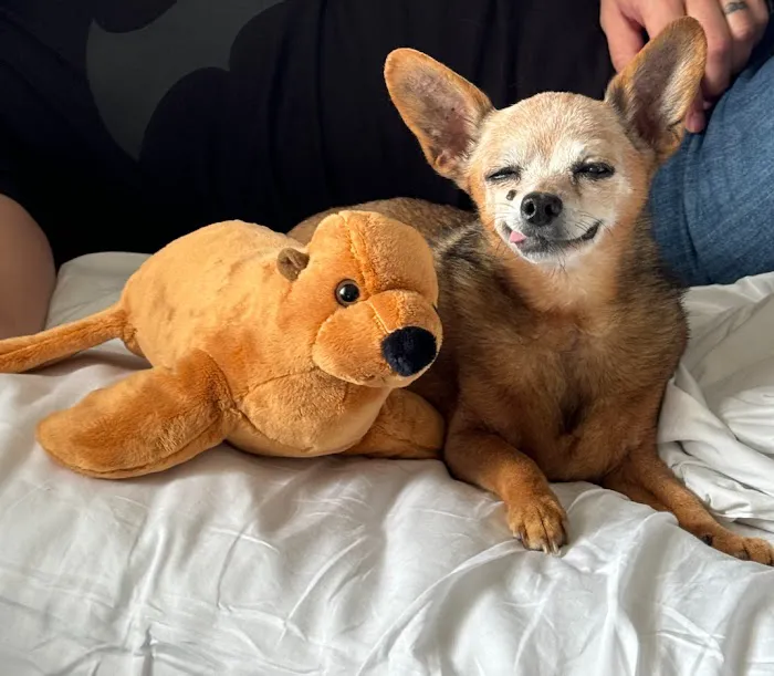 Pets At Peace 2