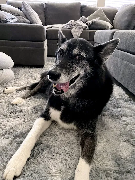 Pets At Peace 6