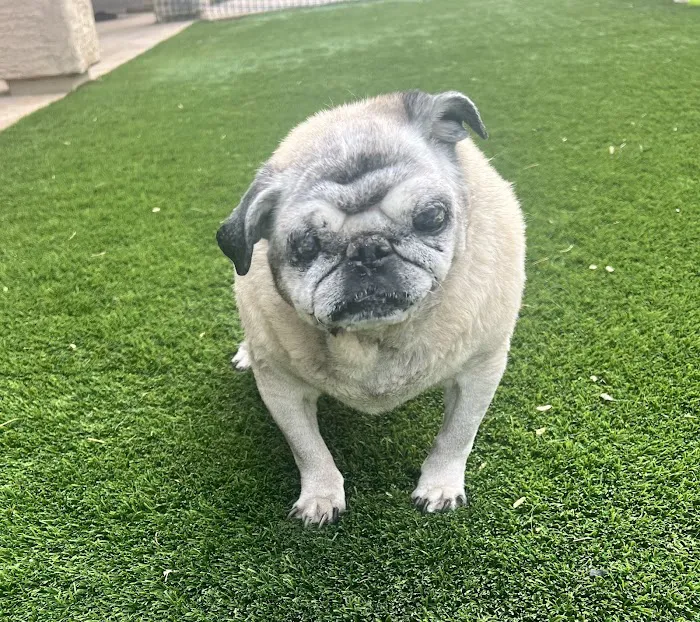 Pets At Peace 10