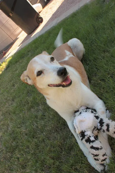 Pets At Peace 7