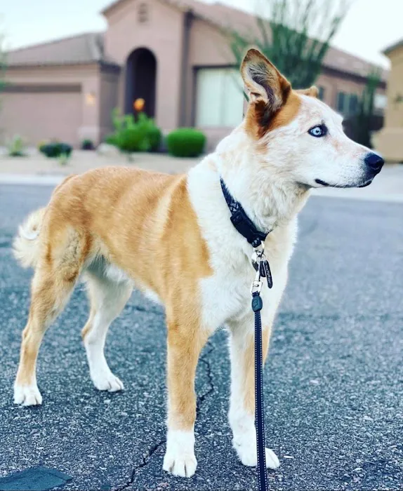 Pets At Peace 8