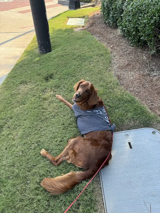 Animal Emergency Center of Sandy Springs 12