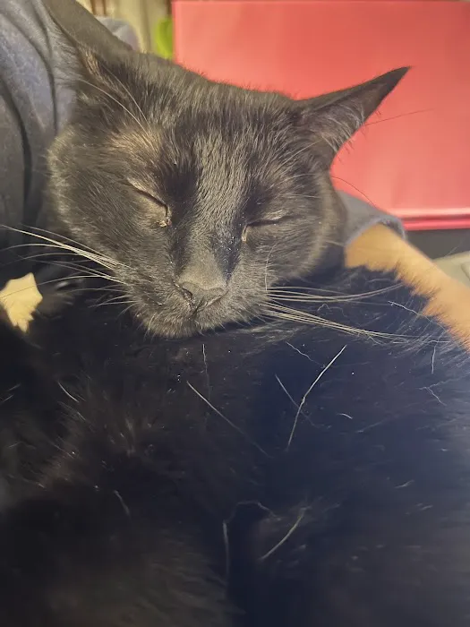 Animal Emergency Center of Sandy Springs 12