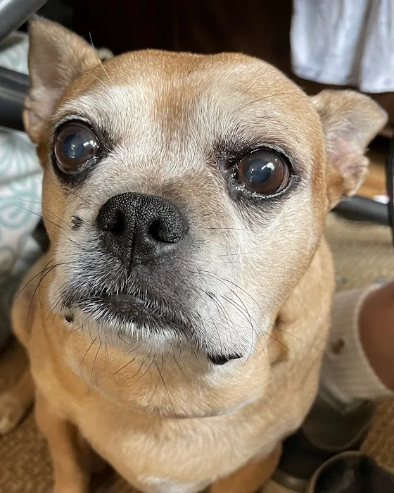 BluePearl Pet Hospital 7