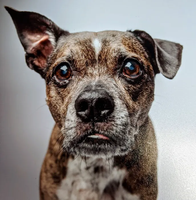 Heartstrings Pet Hospice, In-Home Euthanasia & Cremation- Atlanta 2
