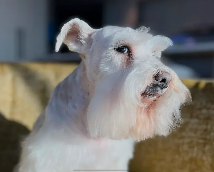 Heartstrings Pet Hospice, In-Home Euthanasia & Cremation- Atlanta 3