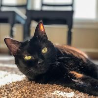Heartstrings Pet Hospice, In-Home Euthanasia & Cremation- Atlanta ico