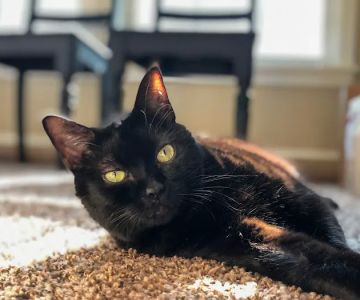 Heartstrings Pet Hospice, In-Home Euthanasia & Cremation- Atlanta