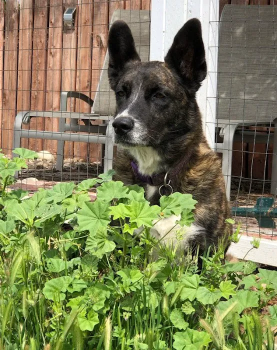 Heartstrings Pet Hospice, In-Home Euthanasia & Cremation- Atlanta 8