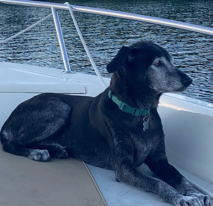 Heartstrings Pet Hospice, In-Home Euthanasia & Cremation- Atlanta 10