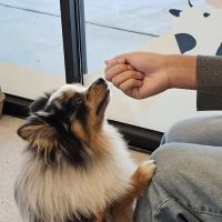 Bond Vet - West Midtown ico