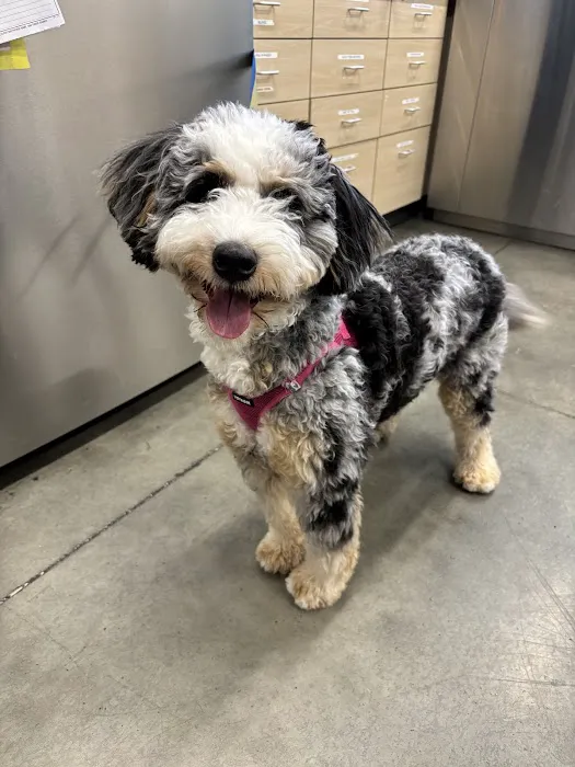 Thrive Pet Healthcare - Midtown 12