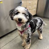 Thrive Pet Healthcare - Midtown ico