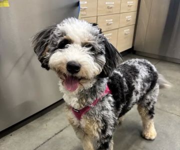 Thrive Pet Healthcare - Midtown
