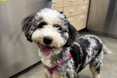 Thrive Pet Healthcare - Midtown