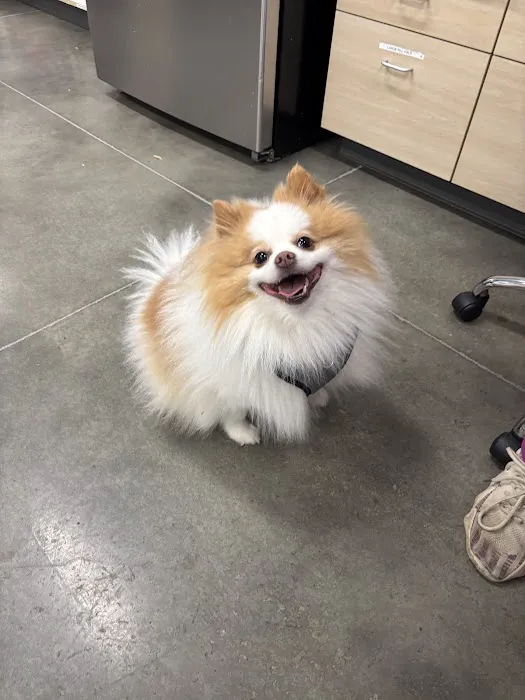 Thrive Pet Healthcare - Midtown 12