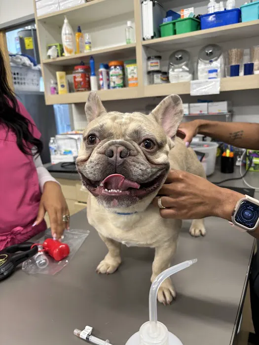 Thrive Pet Healthcare - Midtown 12
