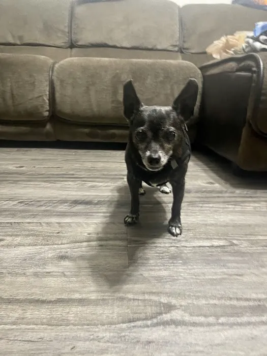 Thrive Pet Healthcare - Midtown 12