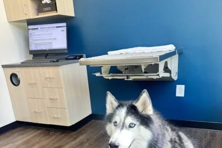 CityVet | Midtown