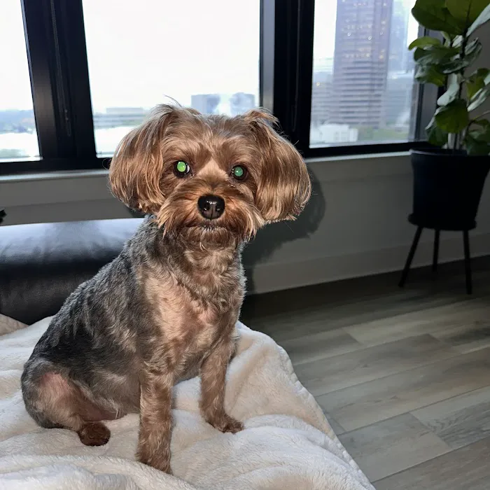 CityVet | Midtown 2