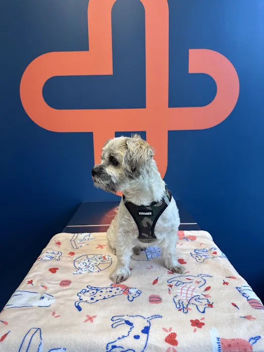CityVet | Midtown 8
