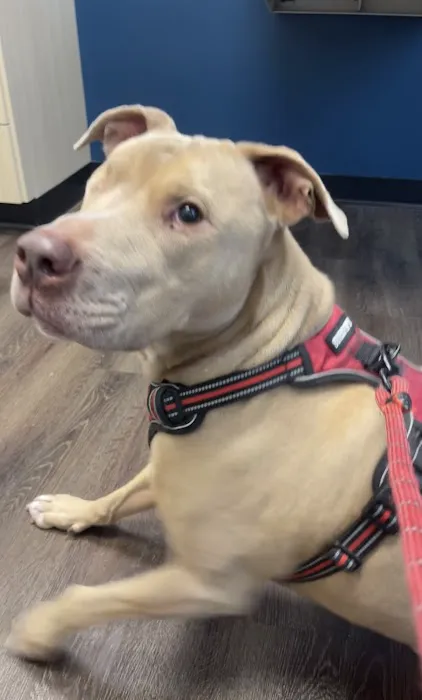 CityVet | Midtown 10