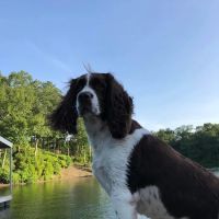 Westside Veterinary Hospital Marietta GA ico