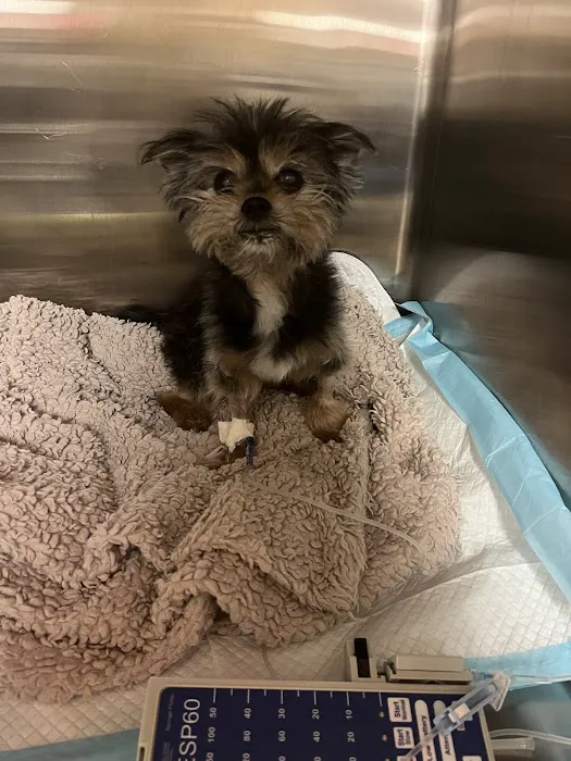 VCA Midtown Animal Hospital 6