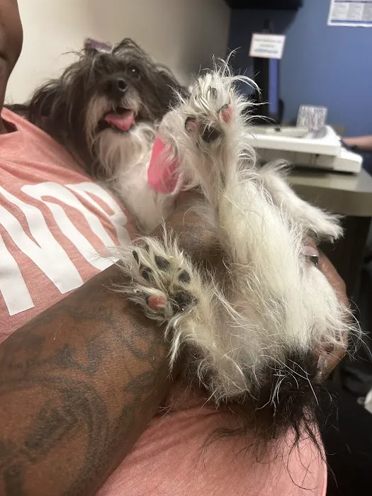 VCA Midtown Animal Hospital 10