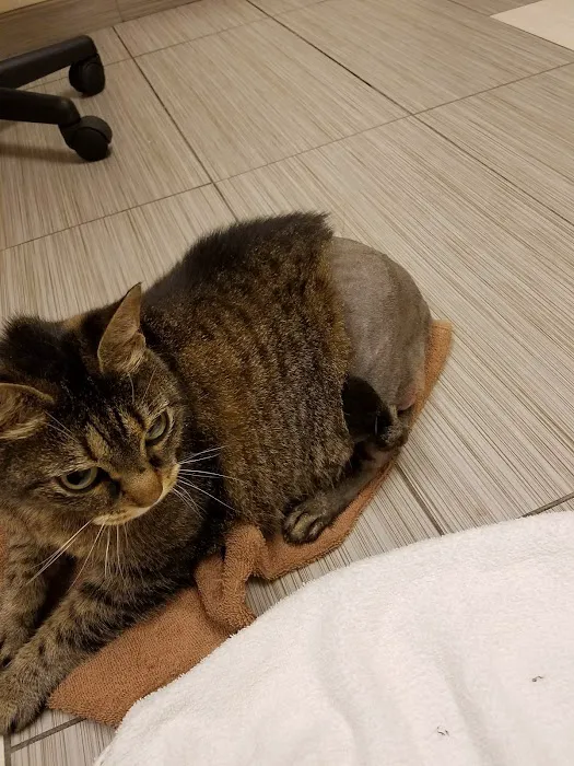 VCA Midtown Animal Hospital 8